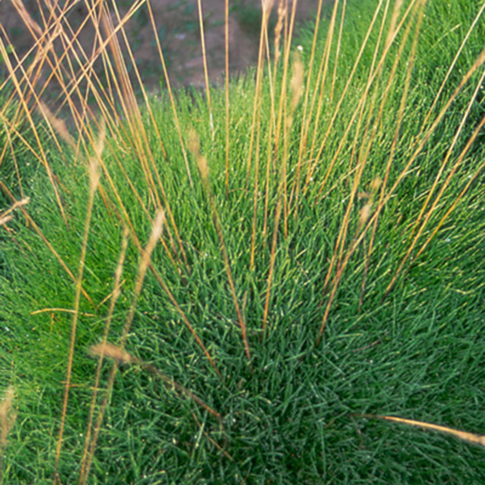 Bakker - Fétuque crin d'ours - Festuca gautieri ( scoparia ) - Arbustes et vivaces