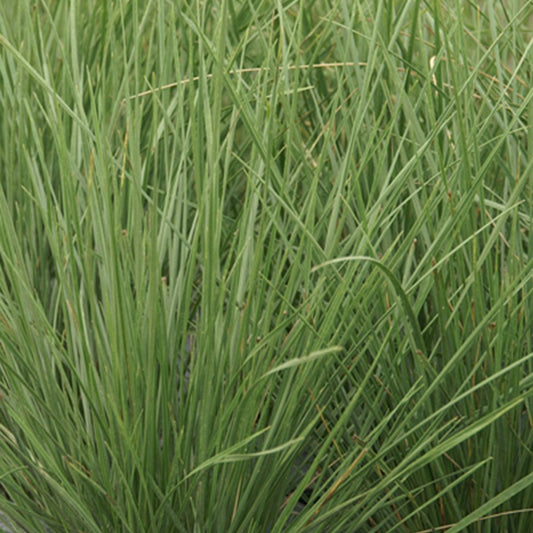 Fétuque mairei - Bakker