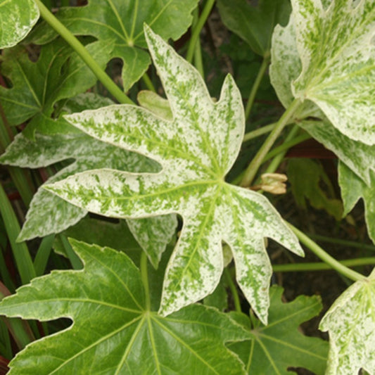 Bakker - Aralia du Japon Spiders Web - Fatsia japonica spider web