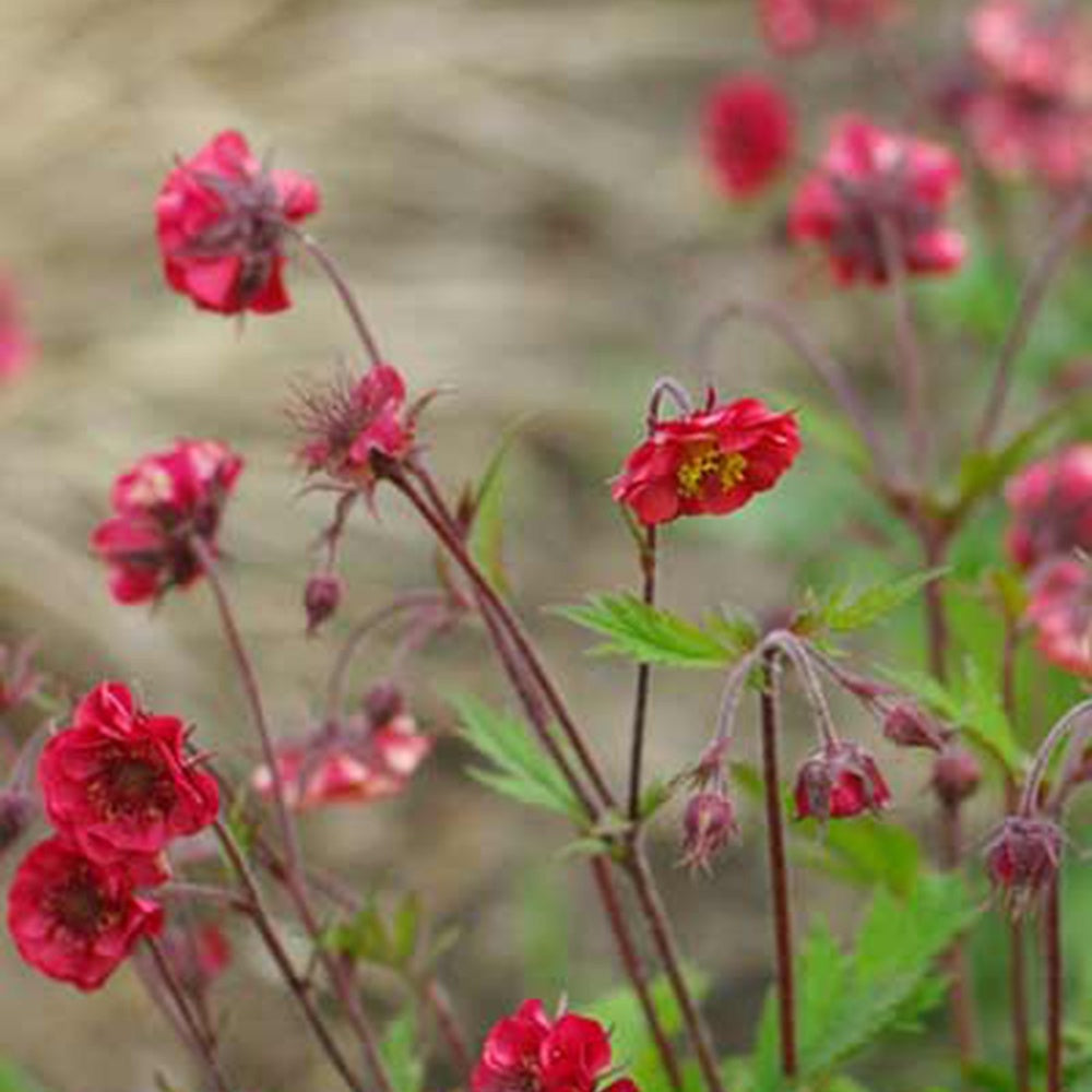 Geum flames of passion ® - Benoîte Flames of Passion - Benoîte