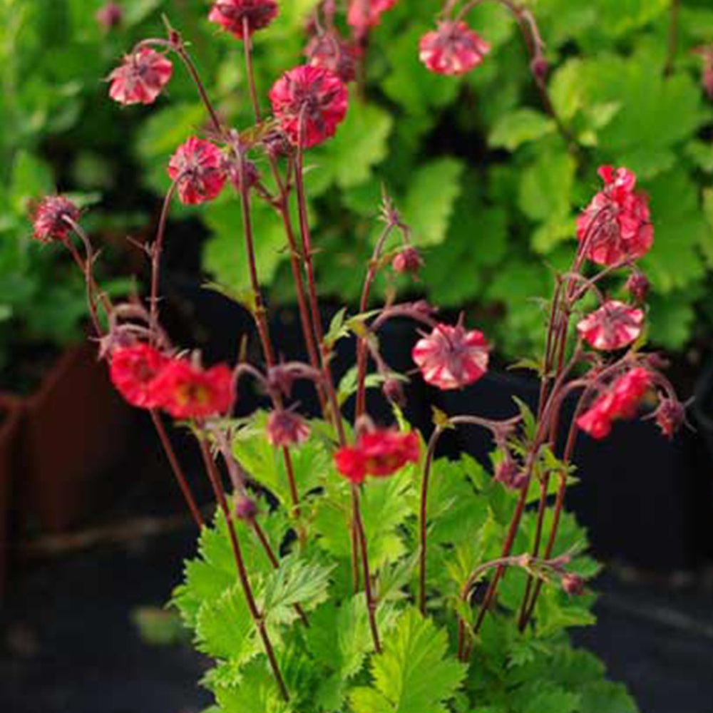 Bakker - Benoîte Flames of Passion - Geum flames of passion ® - Arbustes et vivaces