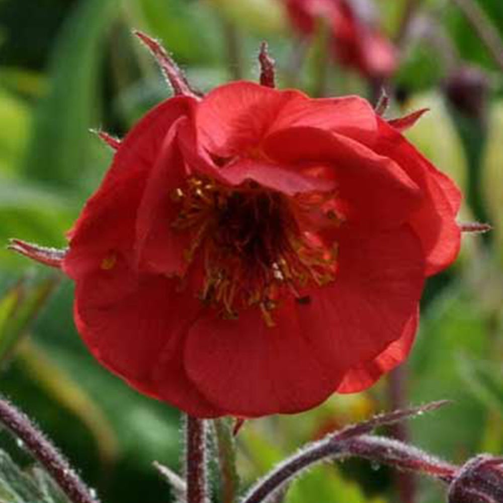 Bakker - Benoîte Flames of Passion - Geum flames of passion ® - Plantes vivaces