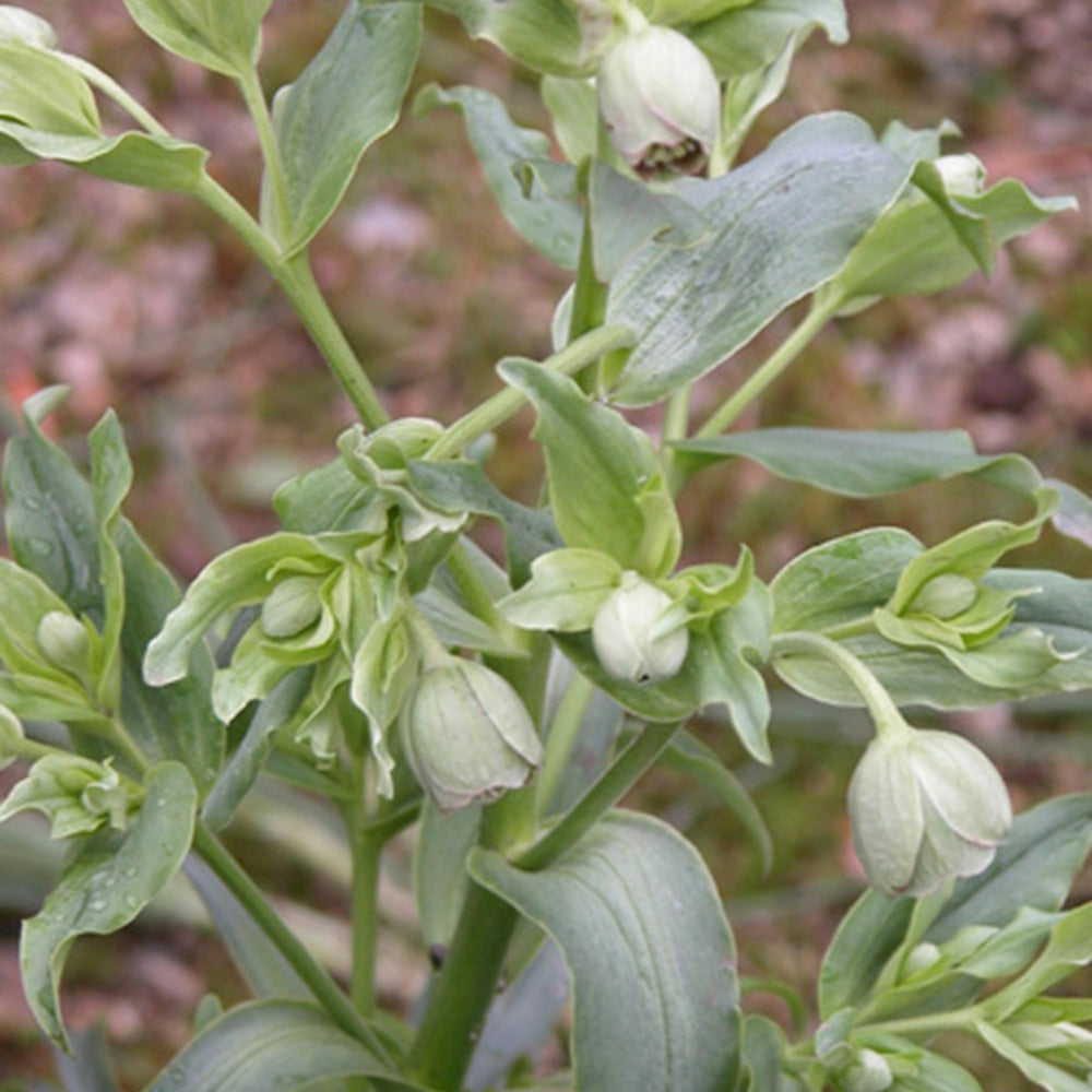 Helleborus foetidus - Hellébore fétide - Hellébore - Rose de Noël