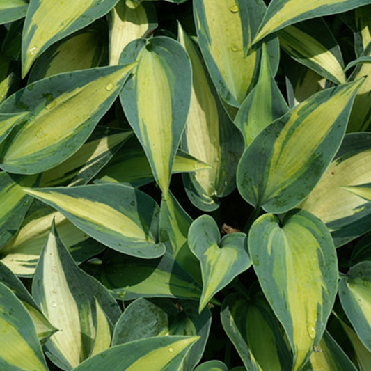 Hosta Catherine - Bakker.com | France