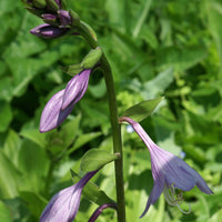 Bakker - Hosta elata - Hosta elata - Arbustes et vivaces