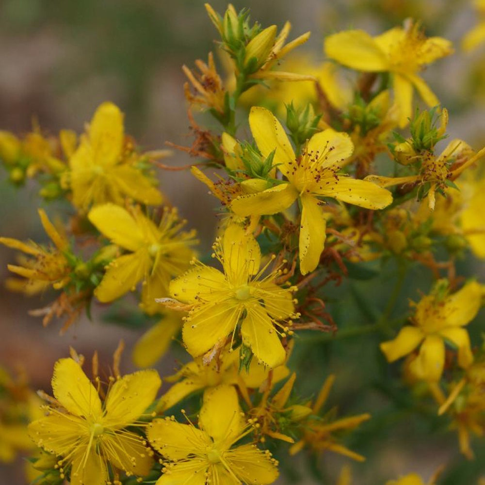 Plantes vivaces - Millepertuis perforé - Hypericum perforatum