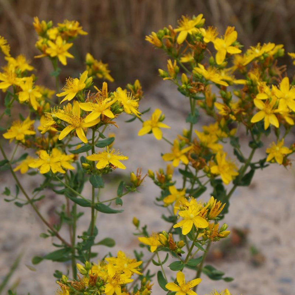 Millepertuis perforé - Hypericum perforatum - Bakker