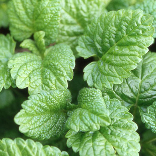 Mélisse officinale - Bakker