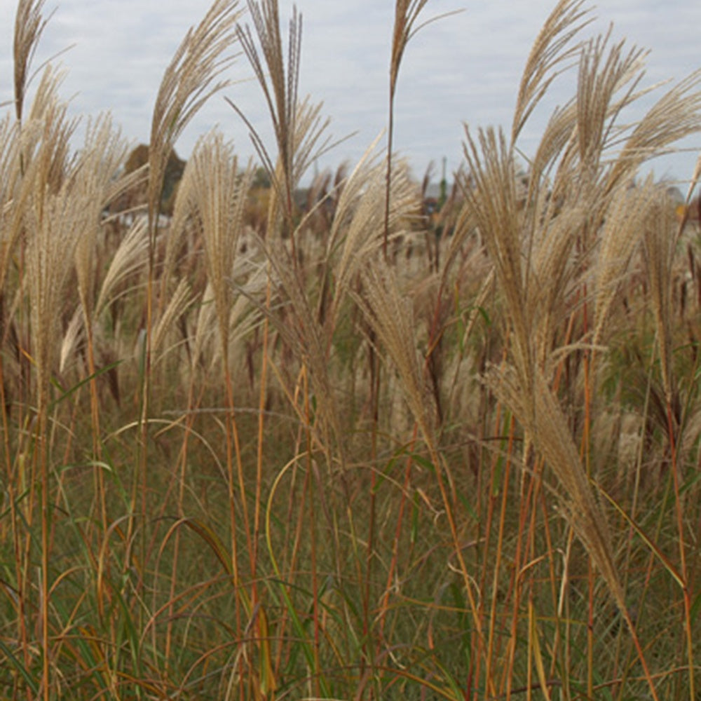 Eulalie Silberfeder - Miscanthus sinensis silberfeder - Bakker