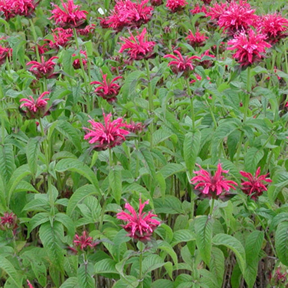 Bakker - Monarde Mahogany - Monarda mahogany - Plantes d'extérieur