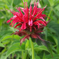 Bakker - Monarde Mahogany - Monarda mahogany - Plantes vivaces