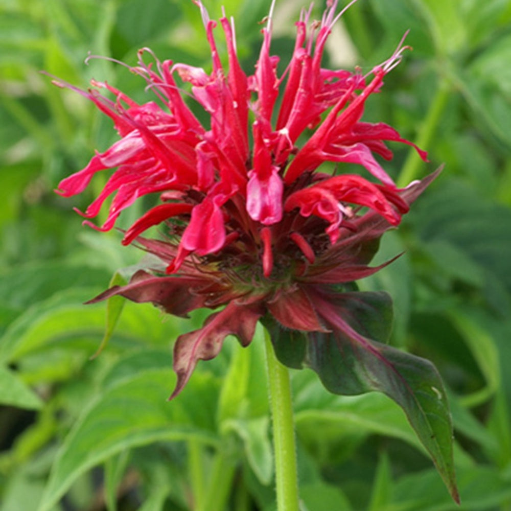 Monarde Mahogany - Monarda mahogany - Bakker