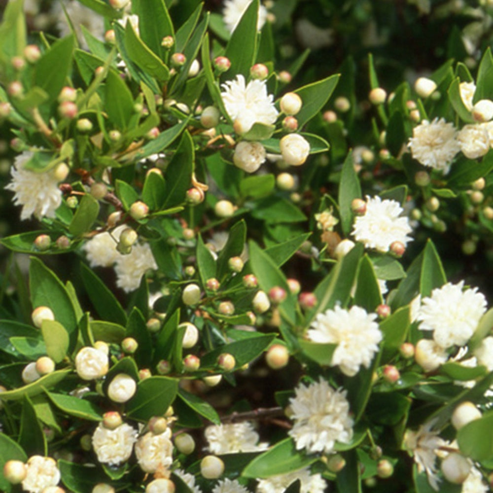 Myrte commun Flore Pleno - Myrtus communis flore pleno - Bakker