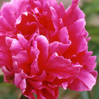 Bakker - Pivoine de Chine Felix Crousse - Paeonia felix crousse - Plantes d'extérieur