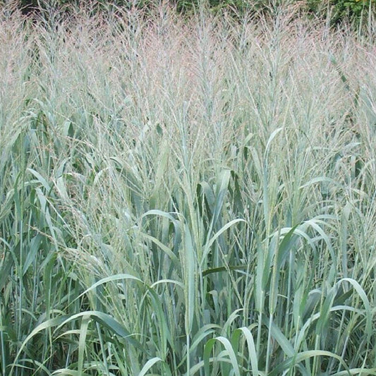 Panicum virgatum dallas blues - Panic effilé Dallas Blue - Panic