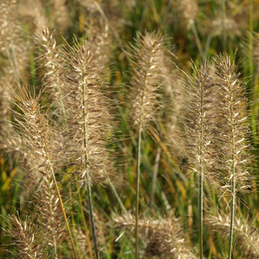 Herbe aux écouvillons Little Bunny - Pennisetum - Bakker