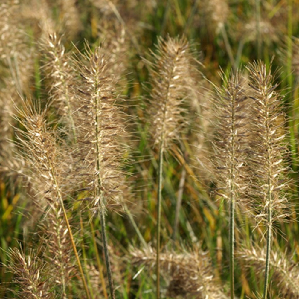 Pennisetum alopecuroides Little Bunny - Herbe aux écouvillons Little Bunny - Pennisetum - Pennisetum