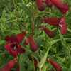 Bakker - Galane Blackbird - Penstemon - Penstemon blackbird - Plantes vivaces