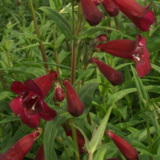 Galane Blackbird - Penstemon - Bakker