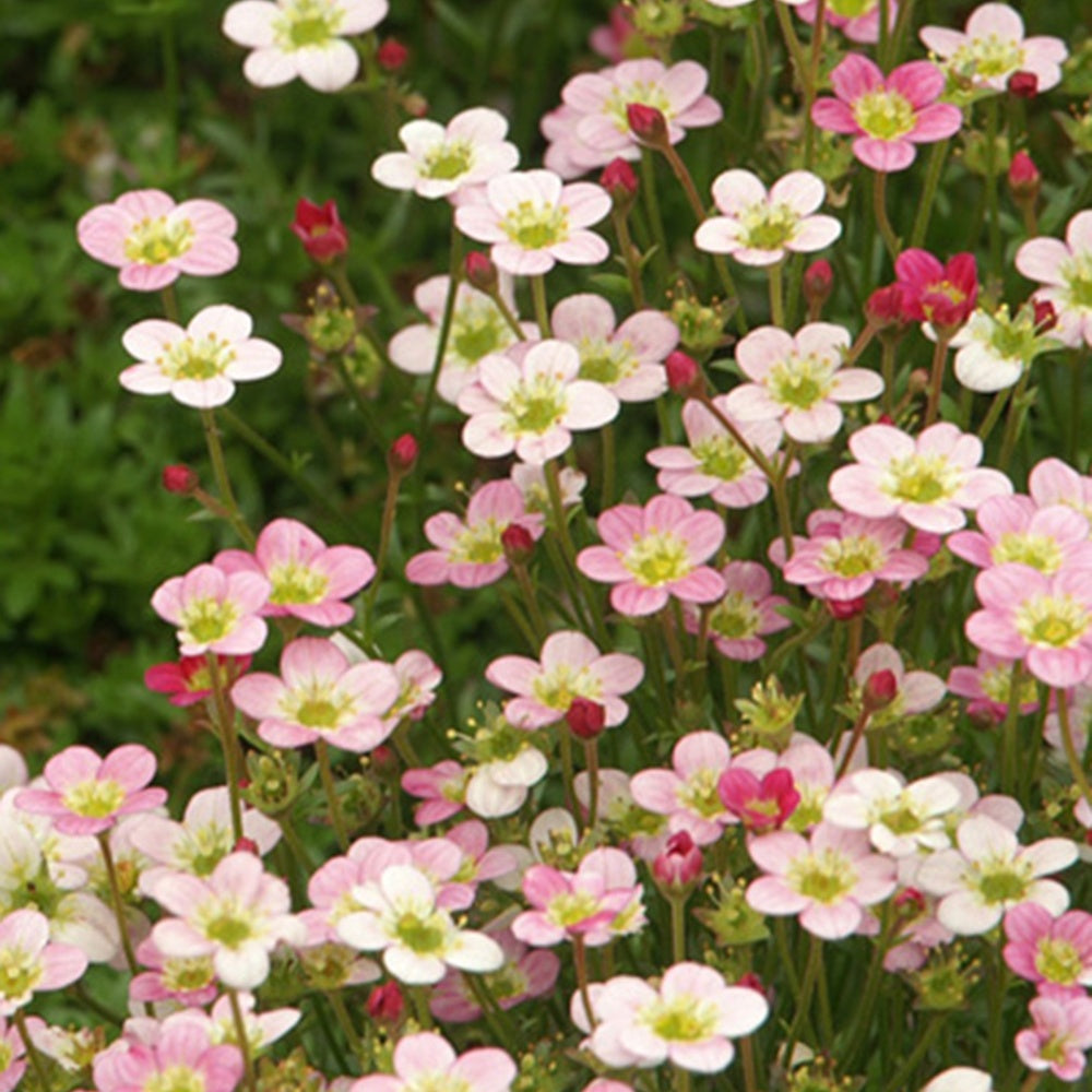 Saxifrage Ware's Crimson - Saxifraga arendsii Ware's Crimson - Bakker