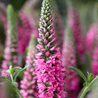 Bakker - Veronique en épis Bubblegum Candles ® - Veronica spicata bubblegum candle's ® - Plantes d'extérieur