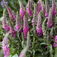 Bakker - Veronique en épis Bubblegum Candles ® - Veronica spicata bubblegum candle's ® - Arbustes et vivaces