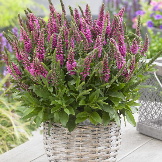 Bakker - Veronique en épis Bubblegum Candles ® - Veronica spicata bubblegum candle's ® - Plantes vivaces