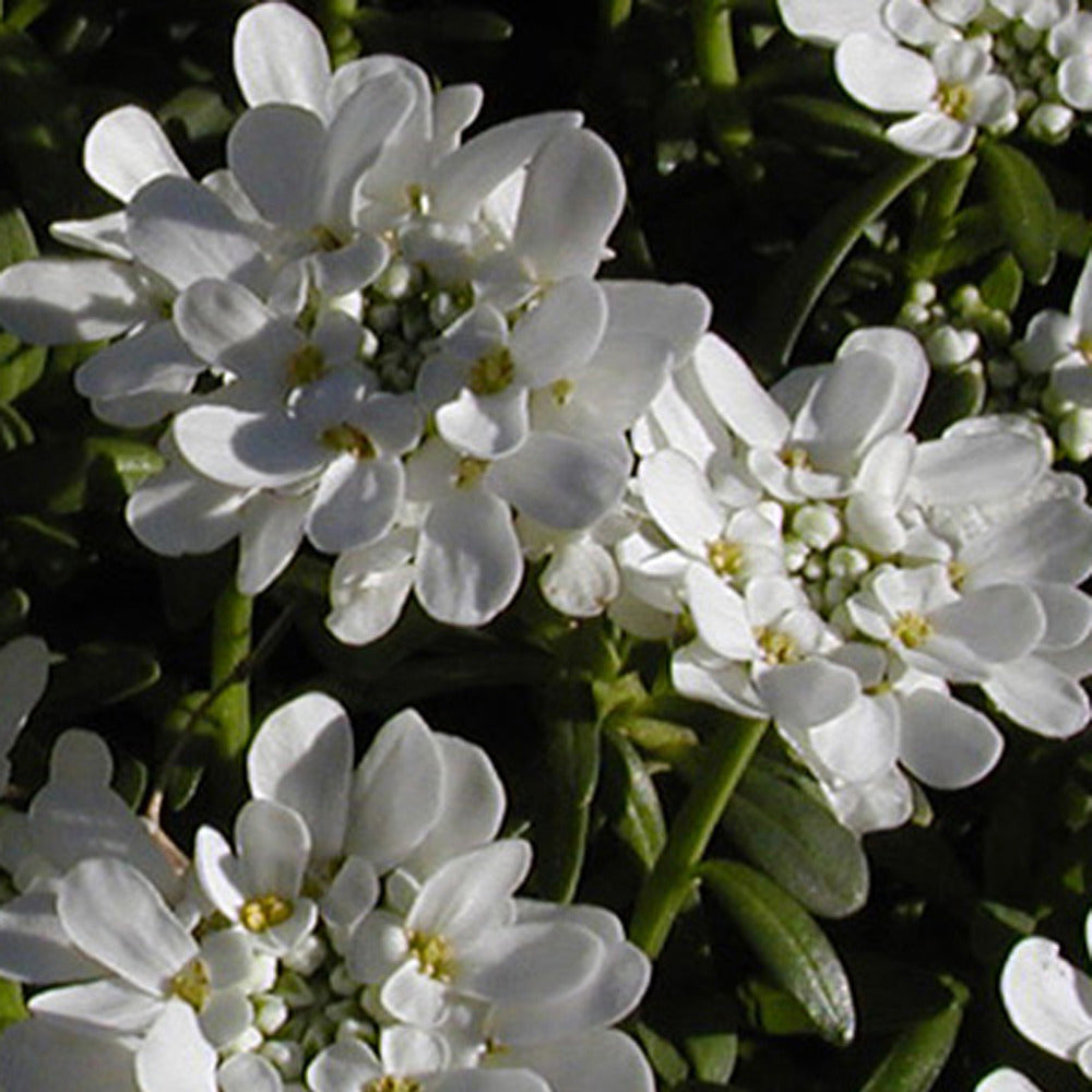 Vente Corbeille d'argent Schneeflocke - Iberis - Iberis sempervirens 'snowflake'