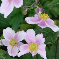 Anémone du Japon Robustissima - Anemone tomentosa 'robustissima' - Bakker