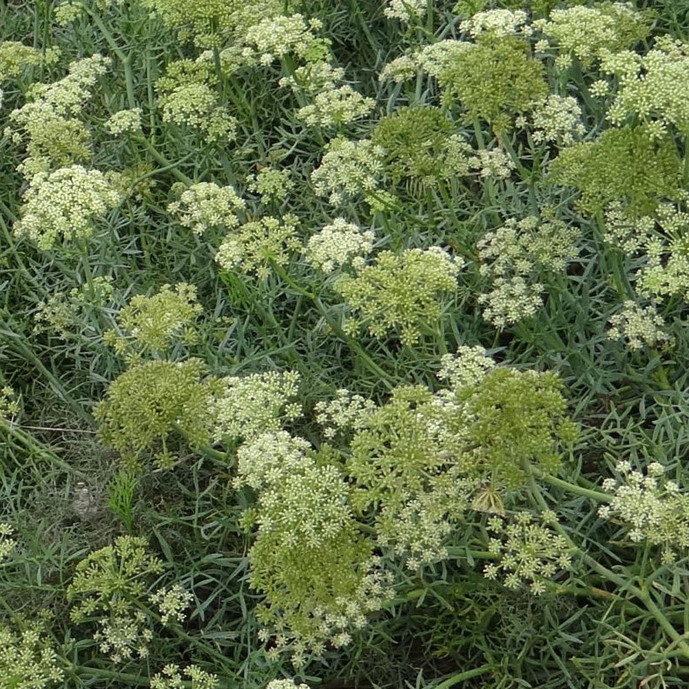 Bakker - Crithmum maritimum - Crithmum maritimum - Plantes d'extérieur