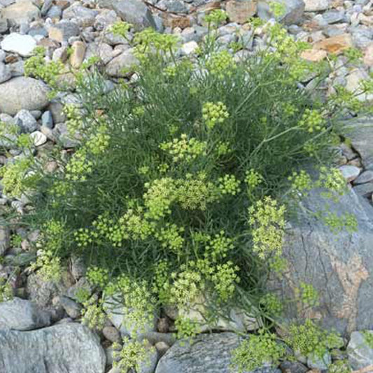Crithmum maritimum - Bakker