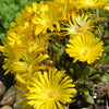 Delosperma congestionné - Bakker.com | France