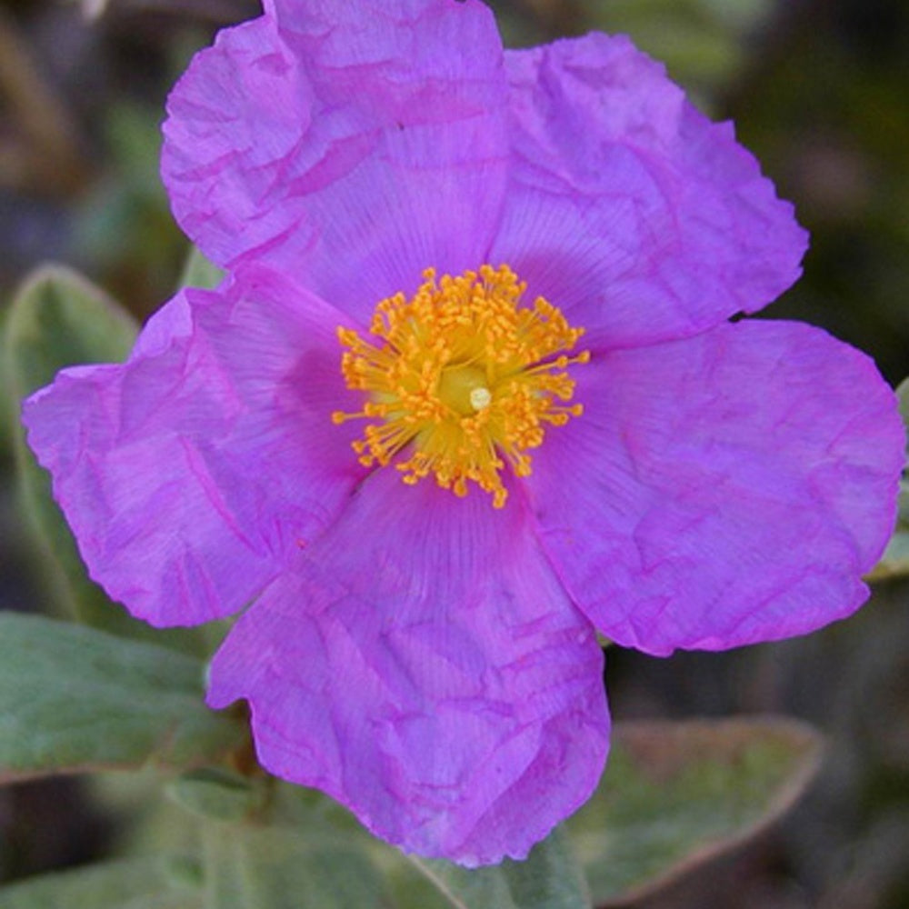 Ciste cotonneux - Cistus albidus - Bakker