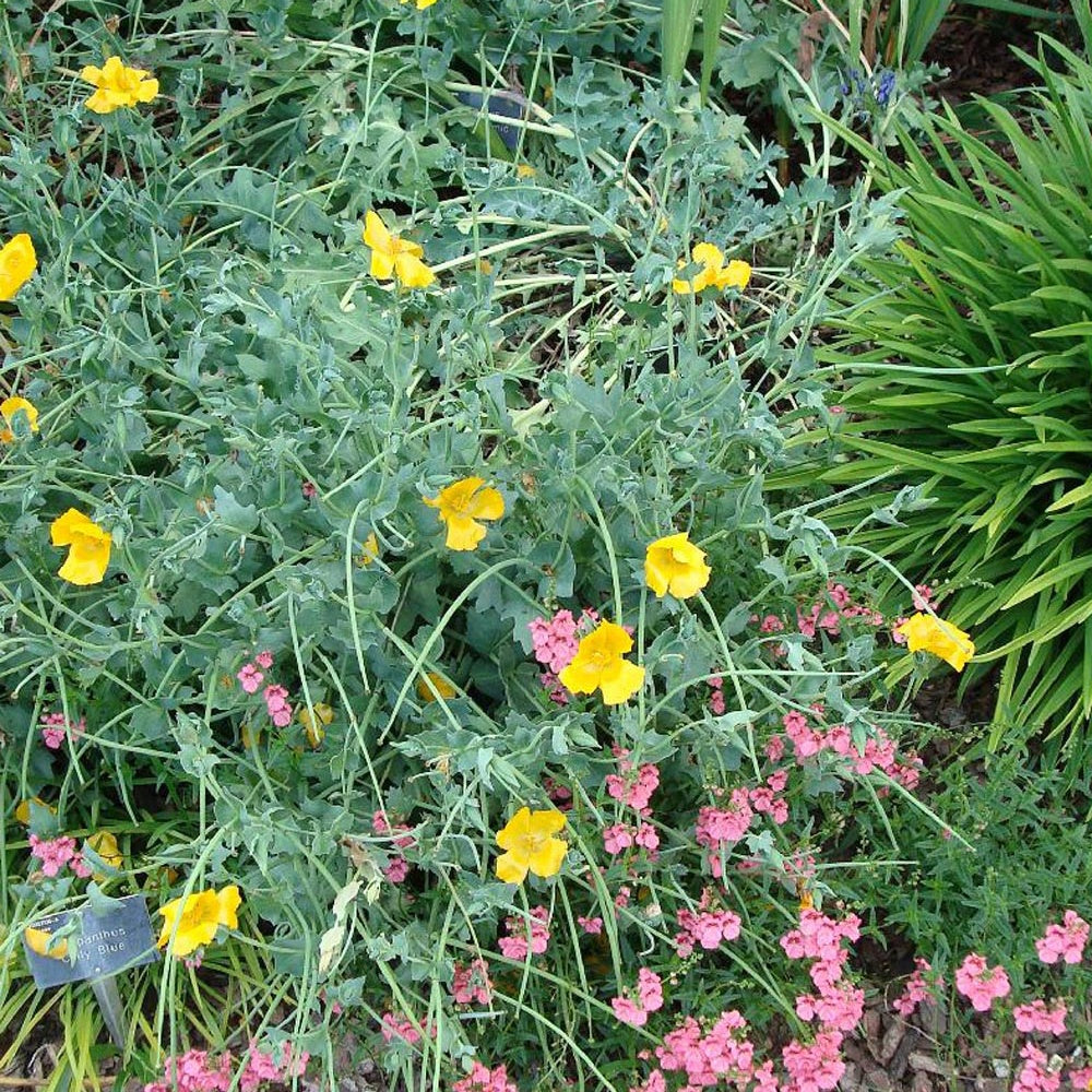 Glaucium flavum - Glaucium flavum - Plantes vivaces