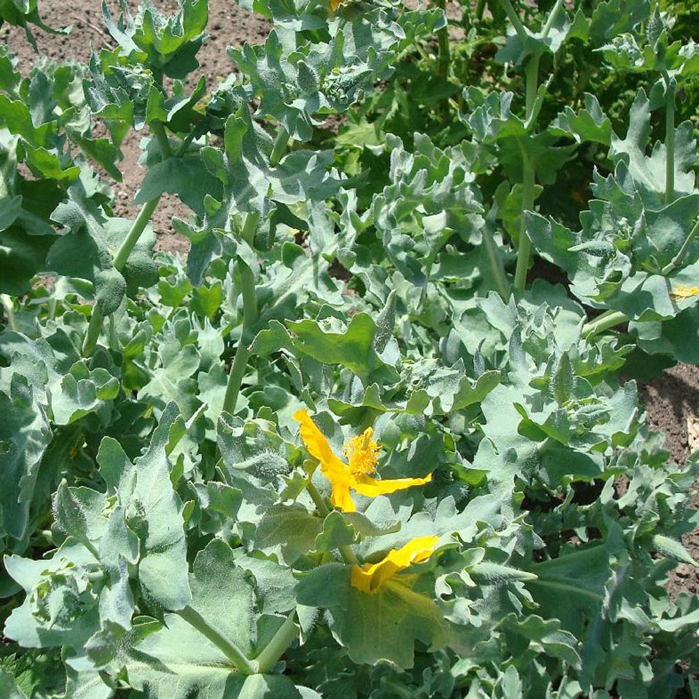 Vente Glaucium flavum - Glaucium flavum