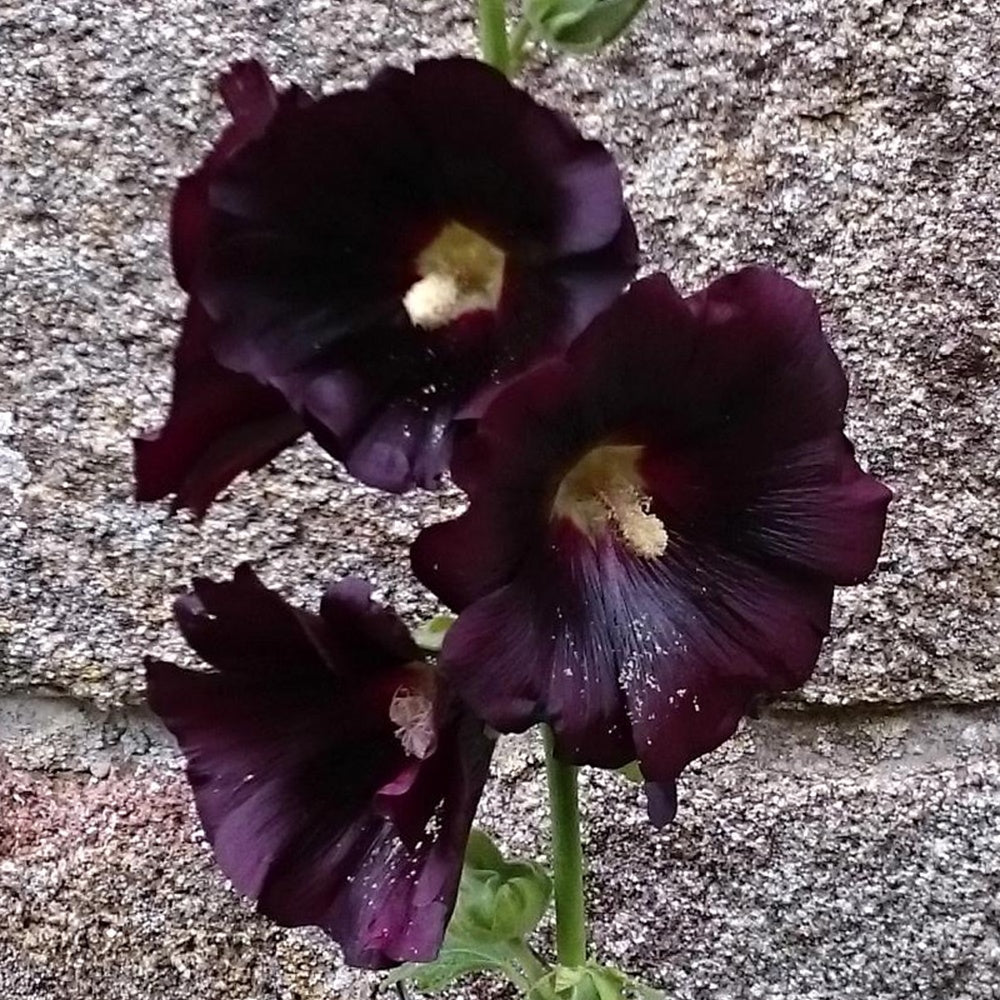 Rose trémière noire - Bakker