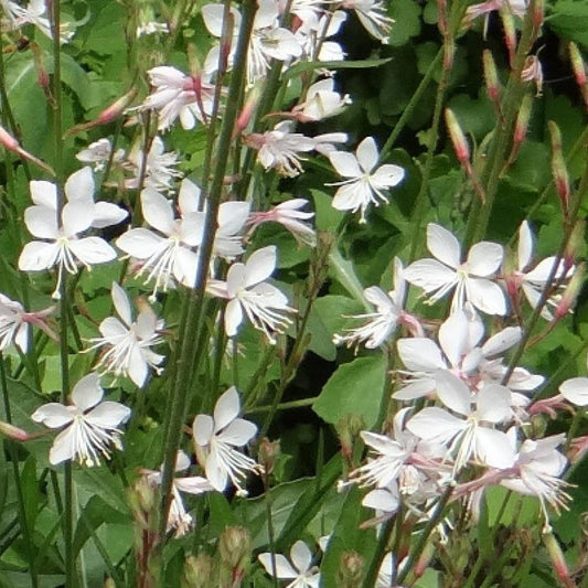 Gaura Summer Breeze - Bakker