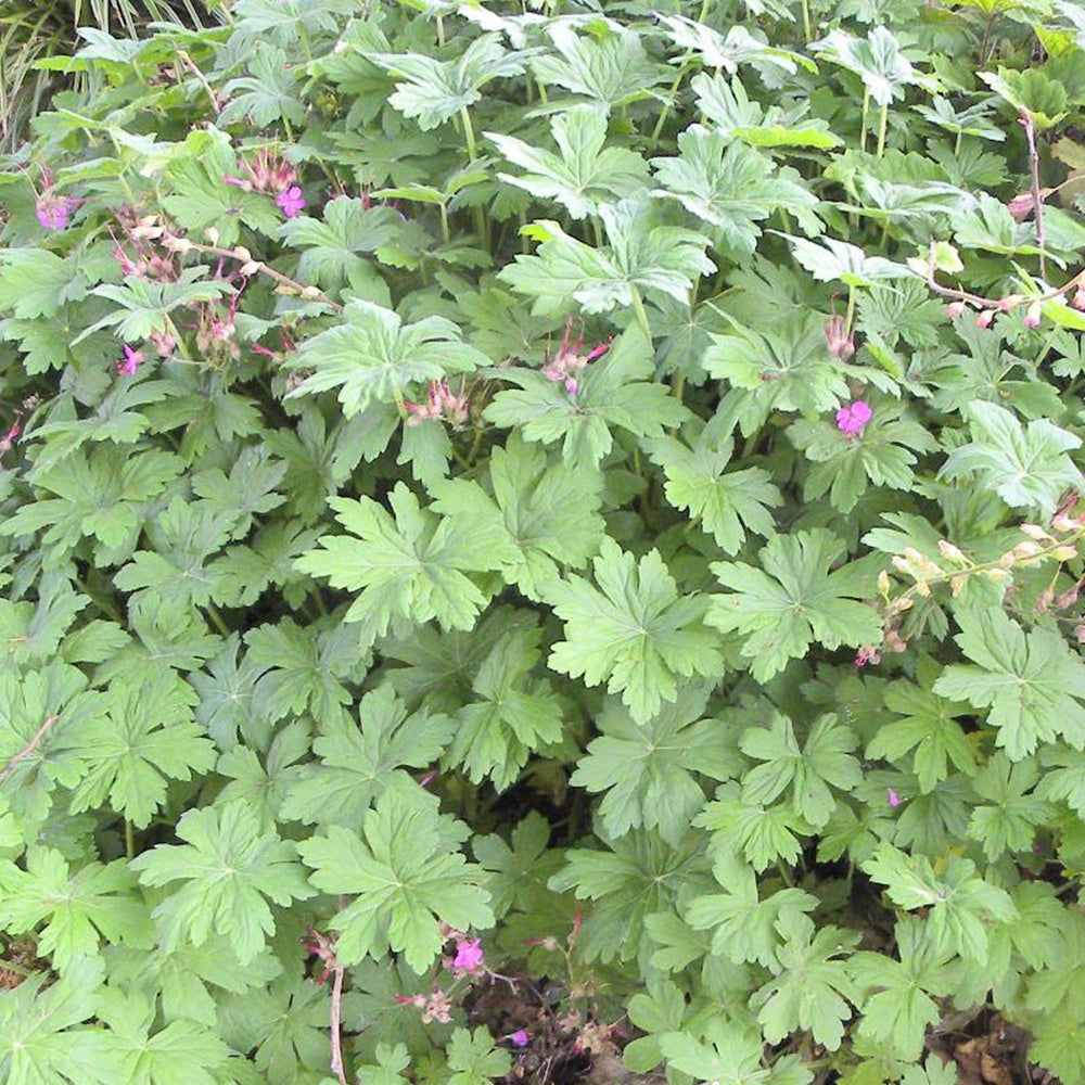Géraniums - Géranium vivace macrorrhizum - Geranium macrorrhizum