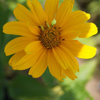 Bakker - Héliopside Sommersonne - Heliopsis helianthoides sommersonne - Plantes d'extérieur