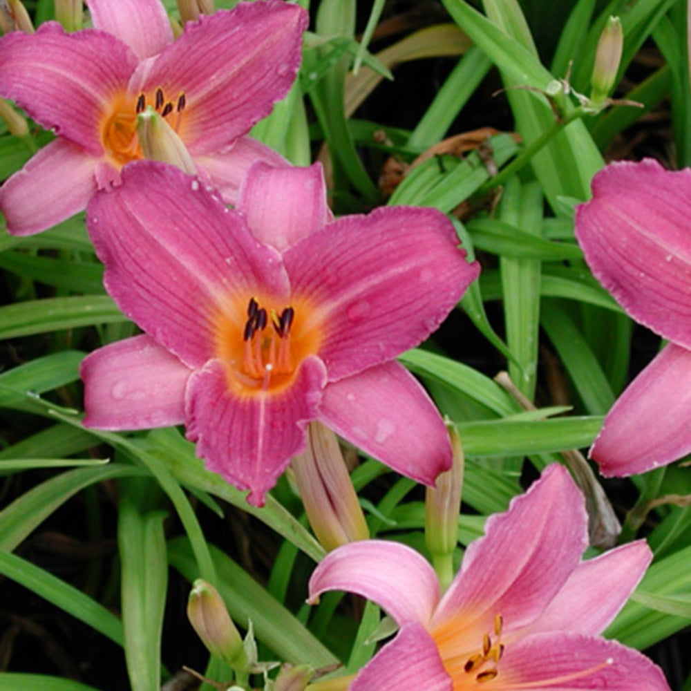 Bakker - Hémérocalle Sugar Candy - Hemerocallis sugar candy - Plantes d'extérieur