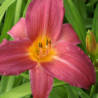 Bakker - Hémérocalle Sugar Candy - Hemerocallis sugar candy - Arbustes et vivaces