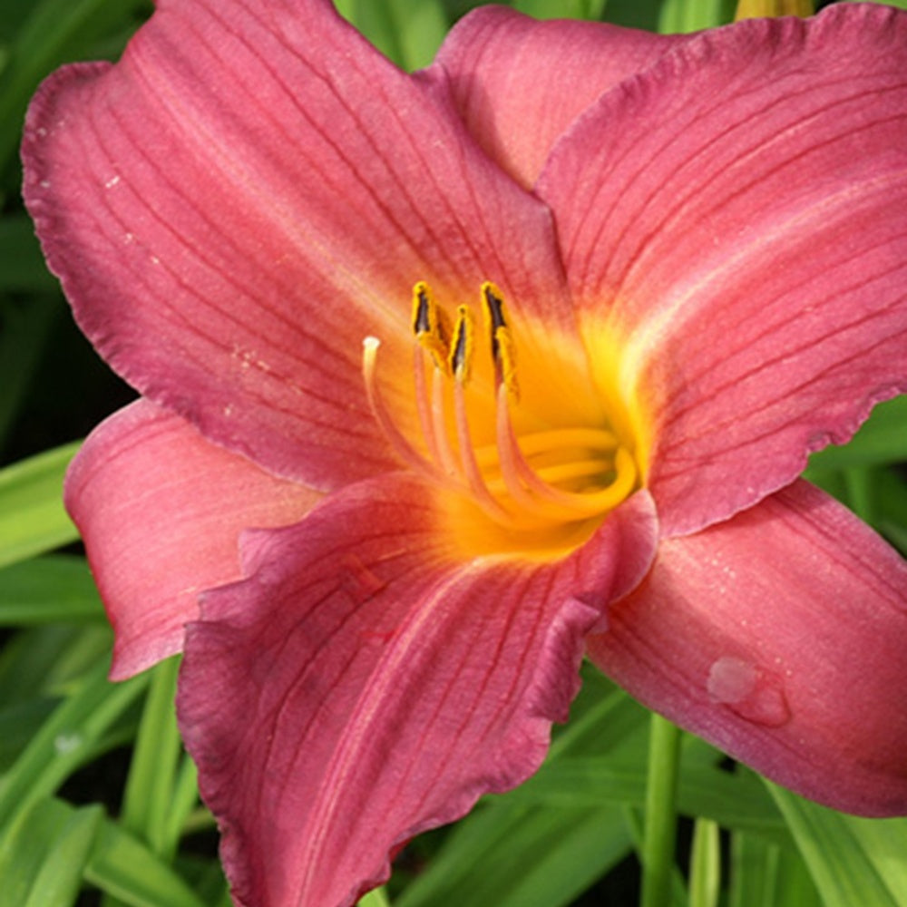 Hemerocallis sugar candy - Hémérocalle Sugar Candy - Hémérocalle