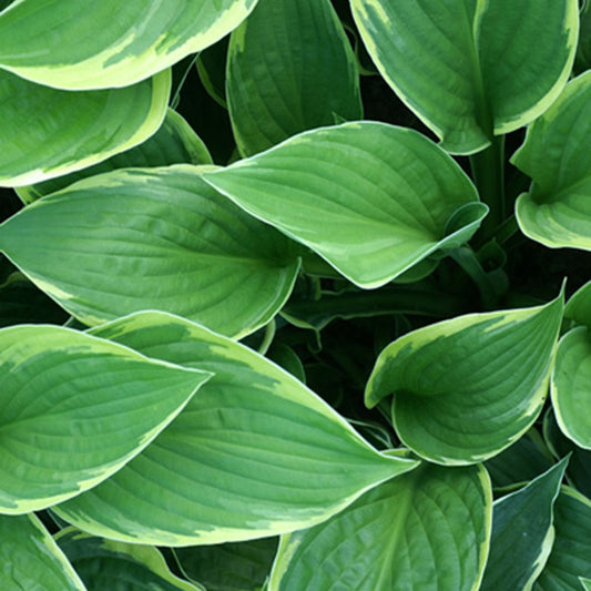 Hosta Normalis - Bakker