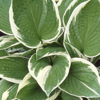 Hosta Francee - Bakker.com | France