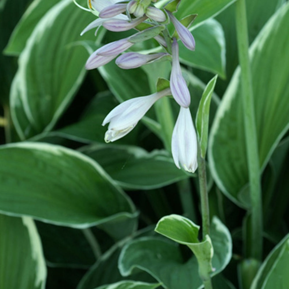 Hosta Francee - Hosta fortunei  Francee - Bakker