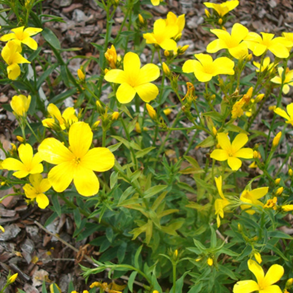 Bakker - Lin jaune Compactum - Linum flavum compactum - Plantes d'extérieur