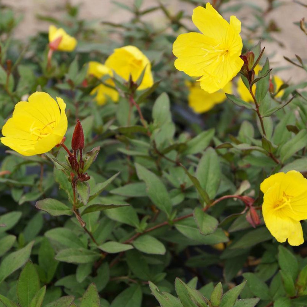 Bakker - Oenothère Sonnenwende - Onagre - Oenothera fruticosa sonnenwende - Plantes d'extérieur