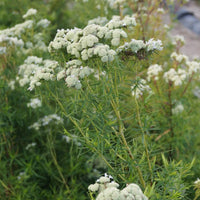 Bakker - Menthe des montagnes - Psycnanthemum flexuosum - Plantes vivaces