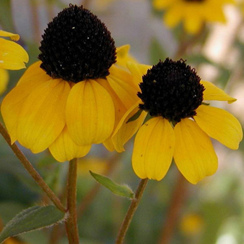 Bakker - Rudbeckia trilobée - Rudbeckia  triloba - Plantes d'extérieur