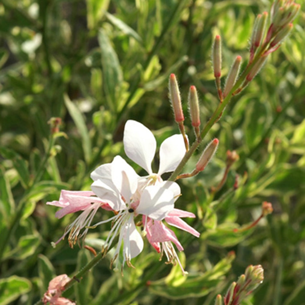 Gaura Corrie's Gold - Gaura lindheimeri Corrie's Gold - Bakker